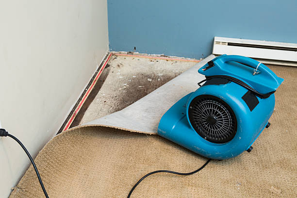 Best Water damage restoration near me  in Eclectic, AL